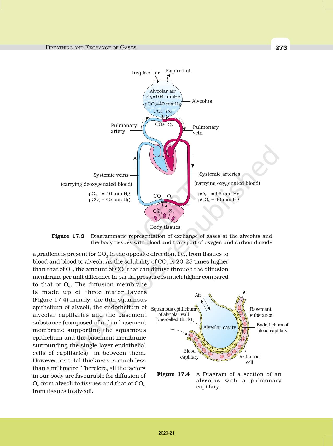 Breathing And Exchange Of Gases - NCERT Book Of Class 11 Biology